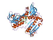 2grt: HUMAN GLUTATHIONE REDUCTASE A34E, R37W MUTANT, OXIDIZED GLUTATHIONE COMPLEX