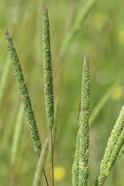 Файл:Phleum phleoides 6.JPG