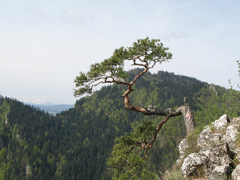 Файл:Pinus sylvestris Sokolica.jpg