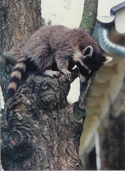 File:Raccoon.jpg