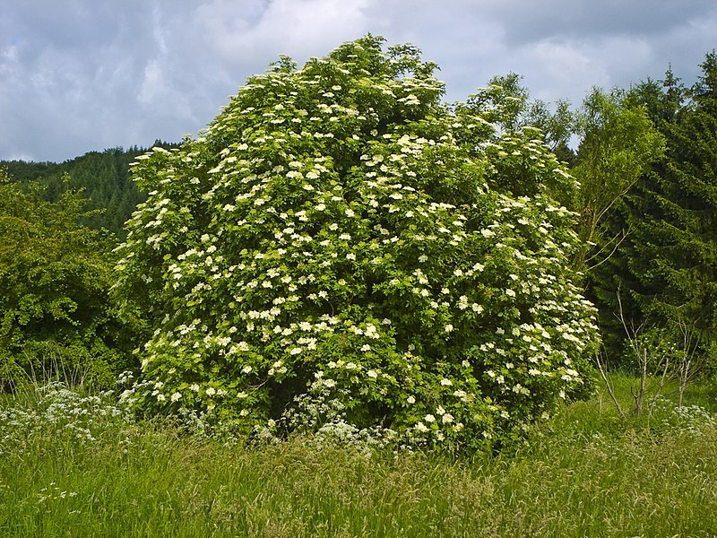 File:Sambucus nigra 004.jpg