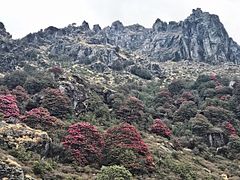 Sandakphu