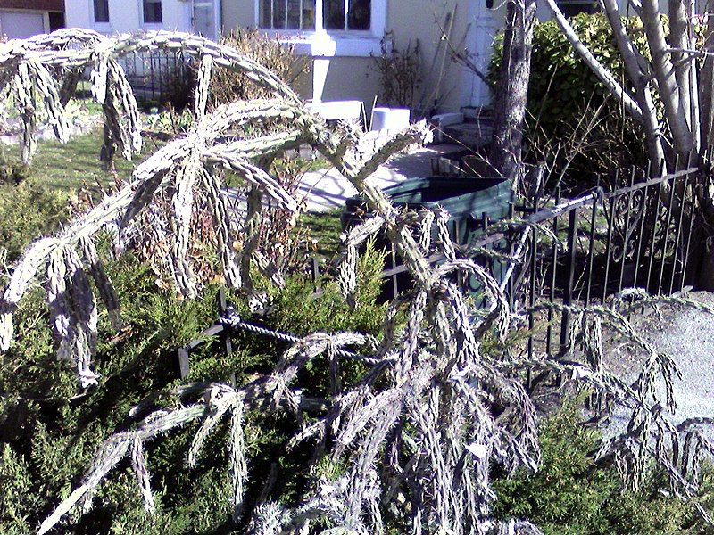 File:Treecholla.jpg