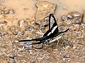 White Dragontail (Lamproptera curius) @ Jairampur, Arunachal Pardesh, India.