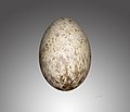 Egg