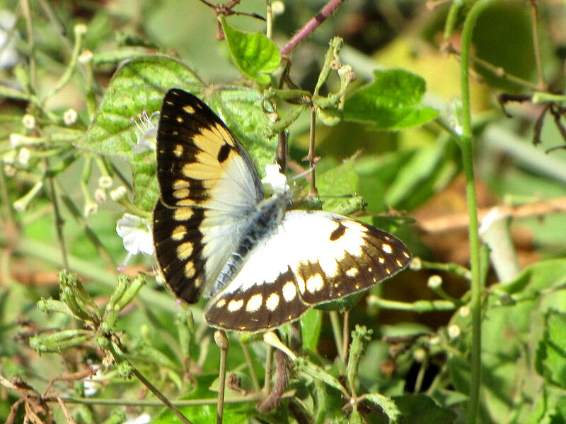 File:Veined Tip 2, Africa.jpg