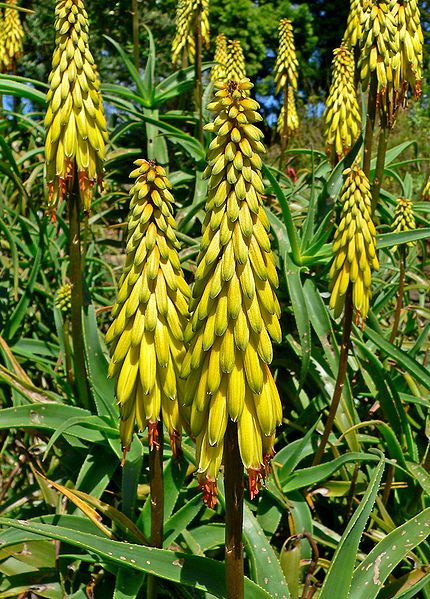 File:Aloe striatula 2.jpg