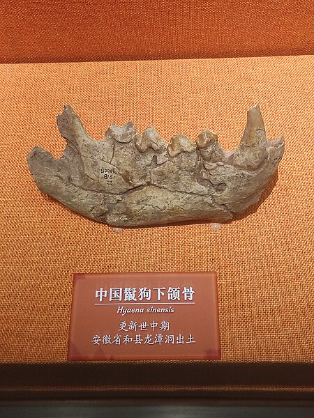 File:Anhui Museum 20240810 163225.jpg