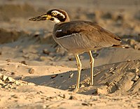 Beach stone-curlew