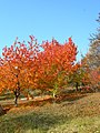 Cherry trees in autumn