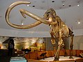 Pleistocene mammoths such as M. columbi ranged over the northern hemisphere.