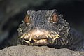 Cuvier's dwarf caiman