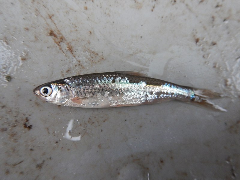 File:Cypress Minnow Hybognathus hayi.jpg