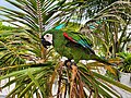 Parrot in Dhiffushi