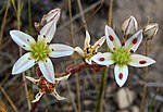 Miniatura para Dudleya blochmaniae