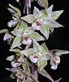 Дремлик пурпуровый (Epipactis purpurata) - средняя часть соцветия