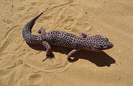 Пятнистый леопардовый эублефар (Eublepharis macularius)