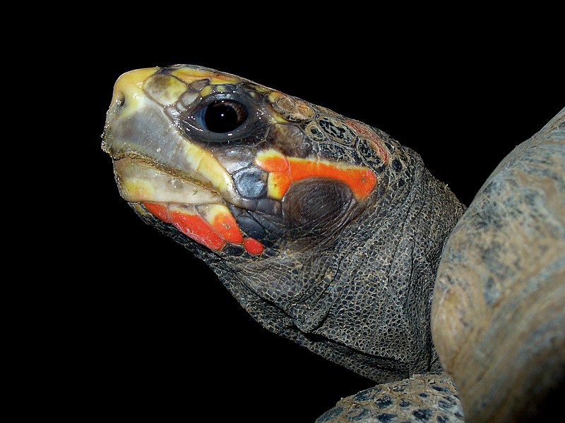 File:Geochelone carbonaria 01.jpg