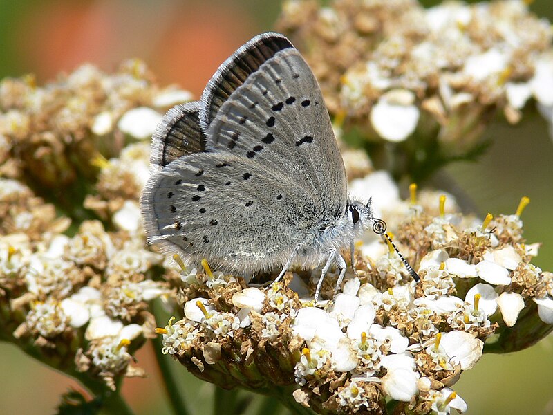 File:Icaricia icarioides missionensis 1.jpg