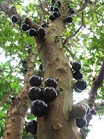 Jabuticaba