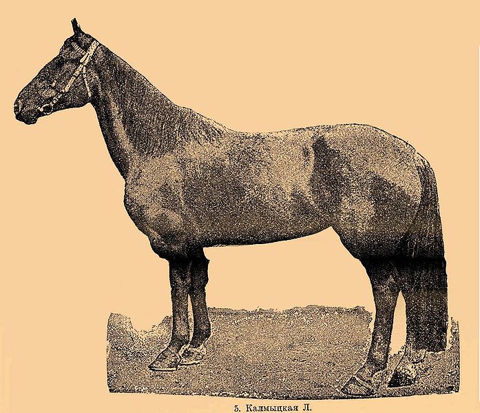 Файл:Kalmuck horse.jpg