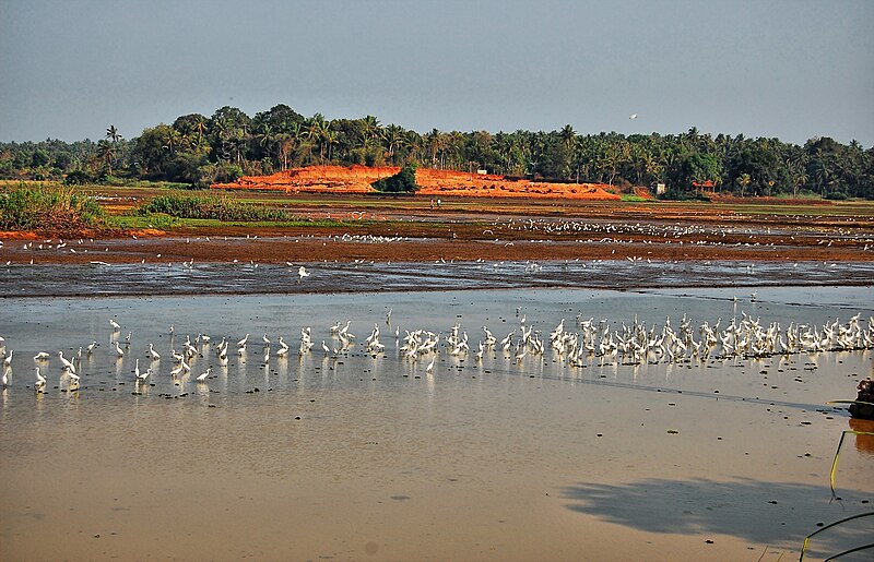 File:Koal fileds of Thrissur.jpg