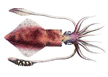 Loligo vulgaris2.jpg