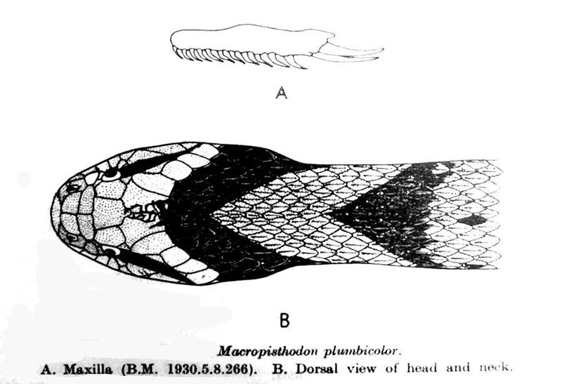 Файл:MacrophistodonPlumbicolor.jpg