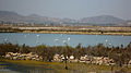 Vista de las salinas de Marchamalo con flamencos.