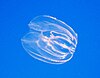 A transparent comb jelly floating in open water