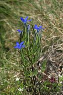 Alpine gentian