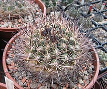 Neowerdermannia chilensis