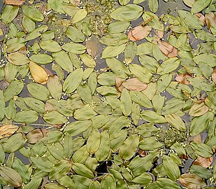 Hojas flotantes de Potamogeton natans.