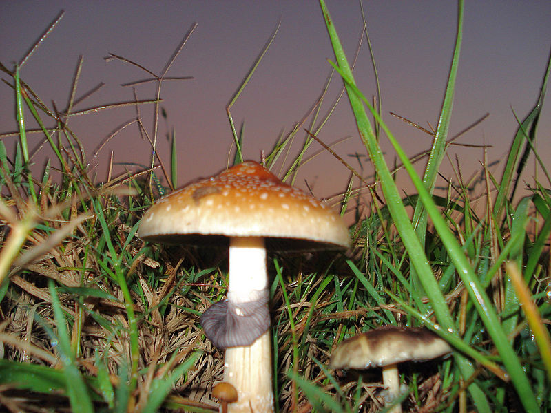 File:Psilocybe Cubensis.JPG