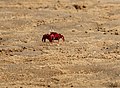 Red Crab at Chilika