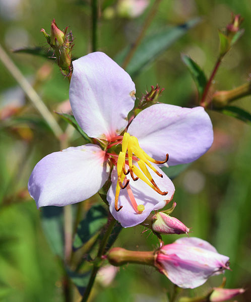 File:Rhexia mariana flower UMFS.jpg