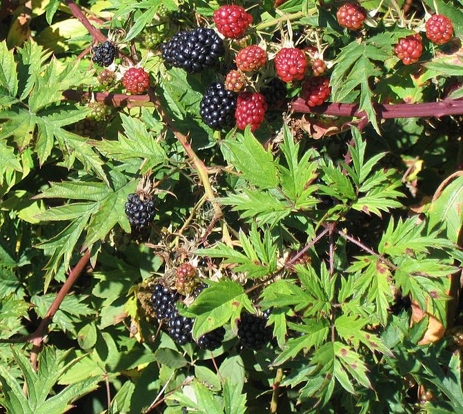 File:Rubus laciniatus.jpg