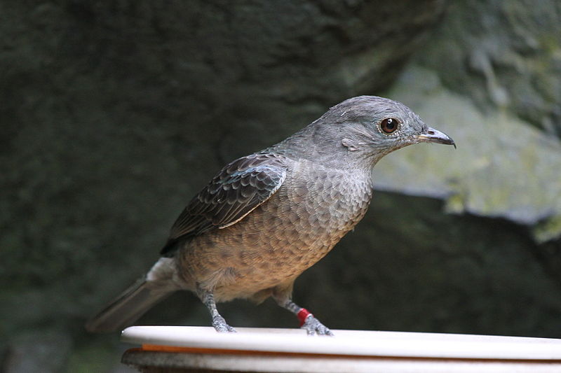 File:Spangled cotinga - female.jpg