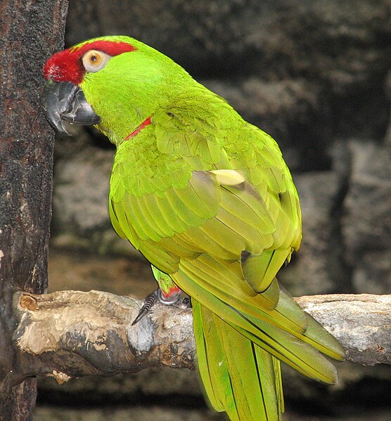 Archivo:Thick-billed Parrot 2.jpg