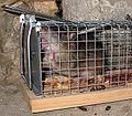 Rat caught in a live-catch cage trap.