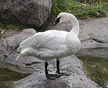 Trumpeter Swan Sasata.jpg