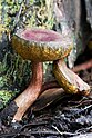 22 - Boletellus obscureococcineus ( old) or possibly Heimiella