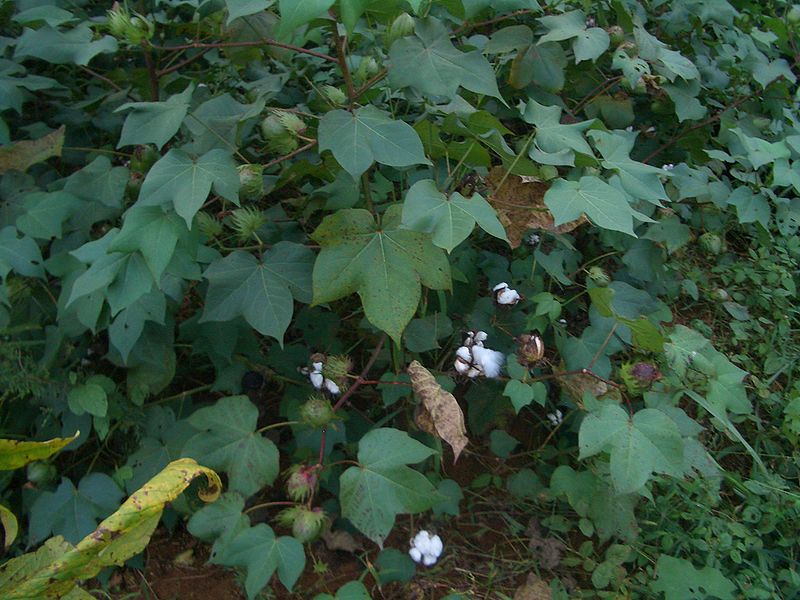 Файл:Yangxin-County-cotton-field-0049.jpg