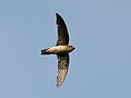 A black-nest swiftlet.