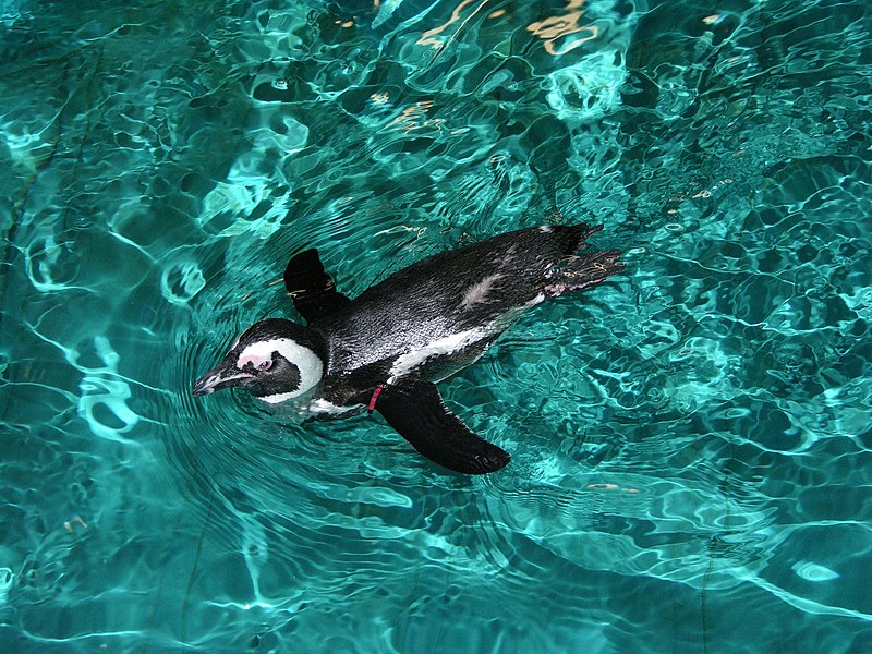 File:AfricanPenguinNEAq.jpg