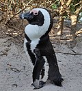 Thumbnail for African penguin