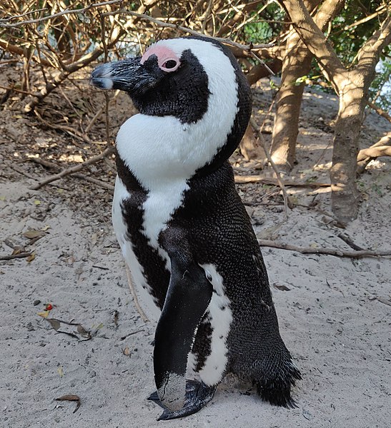 File:African penguin side profile.jpg