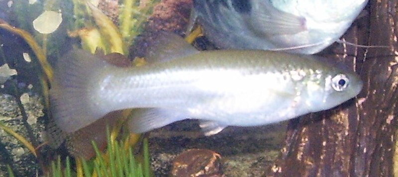 File:AquariumPetFishRodsan18c.jpg