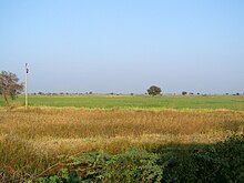 Bhaaliya Wheat field.JPG