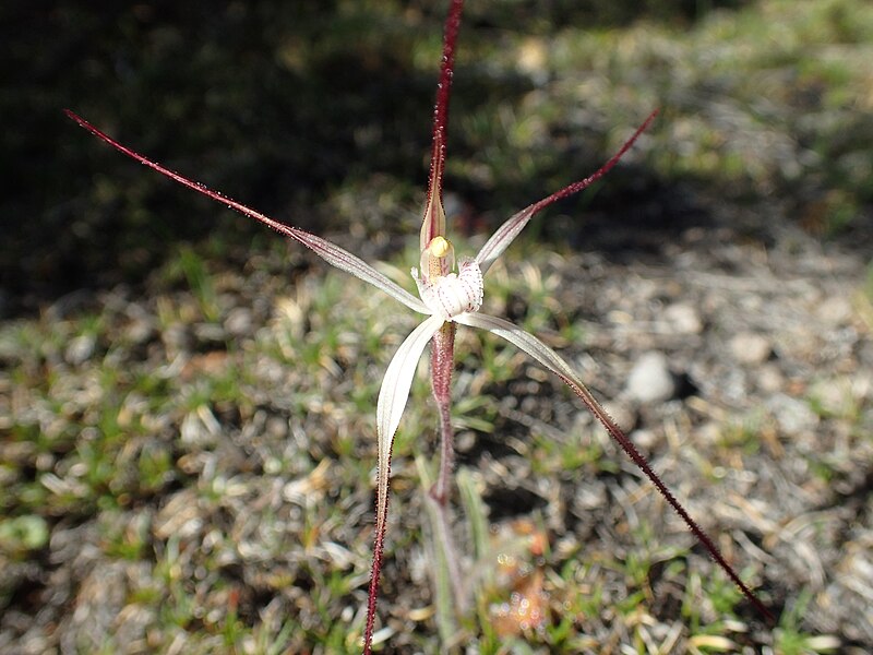 File:Caladenia dimidia.jpg